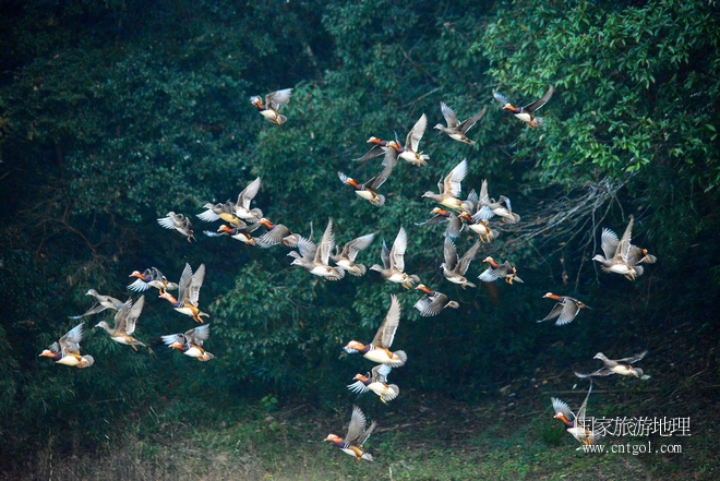 進(jìn)入初冬，大批野生鴛鴦陸續(xù)飛抵江西婺源縣賦春鎮(zhèn)鴛鴦湖越冬，小精靈們?cè)诤嫔匣蛳嗷ヒ蕾?、卿卿我我；或隨波逐流、嬉戲打鬧，悠閑自在生活在青山綠水之間，優(yōu)良的水域和豐富的湖畔闊葉林，為鴛鴦過(guò)冬提供良好生存環(huán)境，婺源鴛鴦湖已成為亞洲最大的野生鴛鴦越冬棲息地。（攝于12月4日下午）