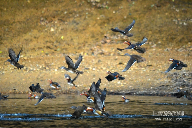 進(jìn)入初冬，大批野生鴛鴦陸續(xù)飛抵江西婺源縣賦春鎮(zhèn)鴛鴦湖越冬，小精靈們?cè)诤嫔匣蛳嗷ヒ蕾?、卿卿我我；或隨波逐流、嬉戲打鬧，悠閑自在生活在青山綠水之間，優(yōu)良的水域和豐富的湖畔闊葉林，為鴛鴦過(guò)冬提供良好生存環(huán)境，婺源鴛鴦湖已成為亞洲最大的野生鴛鴦越冬棲息地。（攝于12月4日下午）