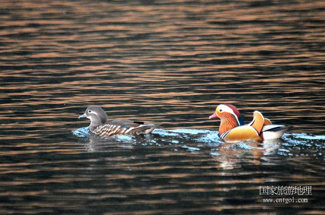 進(jìn)入初冬，大批野生鴛鴦陸續(xù)飛抵江西婺源縣賦春鎮(zhèn)鴛鴦湖越冬，小精靈們?cè)诤嫔匣蛳嗷ヒ蕾?、卿卿我我；或隨波逐流、嬉戲打鬧，悠閑自在生活在青山綠水之間，優(yōu)良的水域和豐富的湖畔闊葉林，為鴛鴦過(guò)冬提供良好生存環(huán)境，婺源鴛鴦湖已成為亞洲最大的野生鴛鴦越冬棲息地。（攝于12月4日下午）